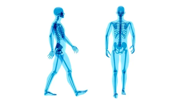 Анатомія Про Ходячого Чоловіка — стокове фото