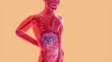 Karaciğer anatomisi konseptinin 3 boyutlu hareket tasarımı