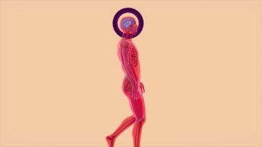 Baş ağrısı, insan ve beyin röntgeni, insan anatomisi, 3 boyutlu animasyon 