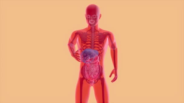 肝臓の解剖学的概念の3Dモーションデザイン — ストック動画