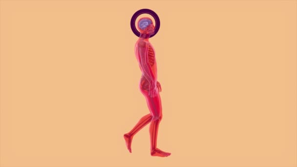 Kopfschmerzen Röntgen Von Mensch Und Gehirn Menschliche Anatomie Animation — Stockvideo