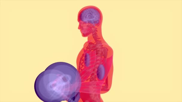 Illustration Une Anatomie Homme Aux Rayons Faisant Exercice — Video