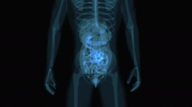 İnsan Sindirim Sistemi 'nin 3 boyutlu animasyonu Büyük Bağırsak Anatomisi 