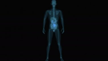 İnsan Sindirim Sistemi 'nin 3 boyutlu animasyonu Büyük Bağırsak Anatomisi 