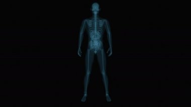 İnsan Sindirim Sistemi 'nin 3 boyutlu animasyonu Büyük Bağırsak Anatomisi 