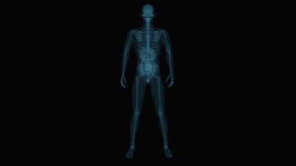Animation Human Digestive System Large Intestine Anatomy — Stock Video