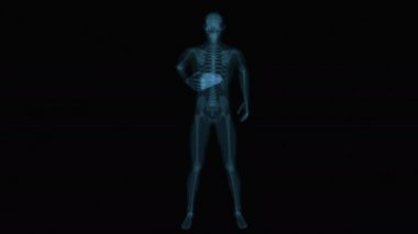 Karaciğer anatomisi konseptinin 3 boyutlu hareket tasarımı
