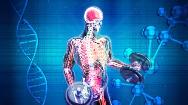 3D Иллюстрация анатомии рентгеновского человека, делающего бицепсы