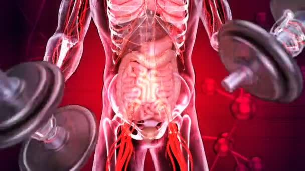 Иллюстрация Анатомии Рентгеновского Человека Делающего Бицепсы Микробиом — стоковое видео