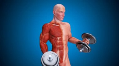 Biceps Curls 'ü yapan bir adamın 3D Anatomisi