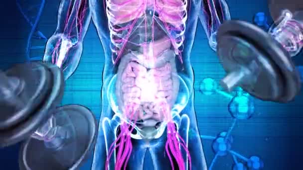 Illustrazione Anatomia Uomo Raggi Che Bicipiti Riccioli Microbioma — Video Stock