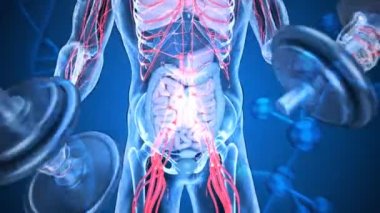 Biceps Curls 'ü çeken bir röntgencinin 3 boyutlu görüntüsü. Mikrobiyom