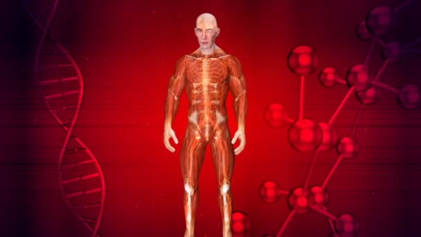 Animazione Anatomia Uomo Raggi — Video Stock