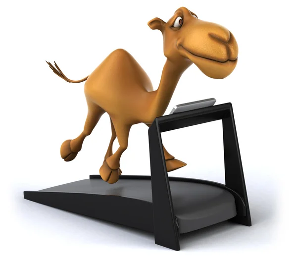 Divertente cammello sul tapis roulant — Foto Stock