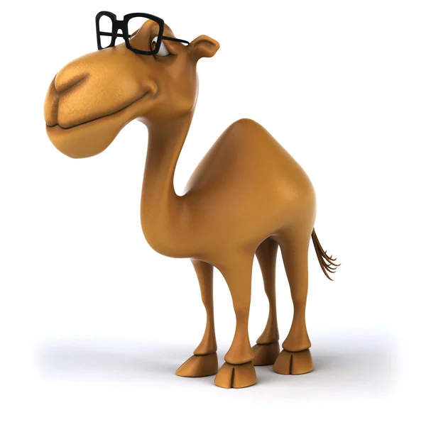 Веселый верблюд в очках — стоковое фото