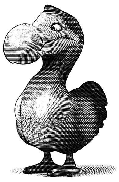 有趣的渡渡鸟 — 图库照片