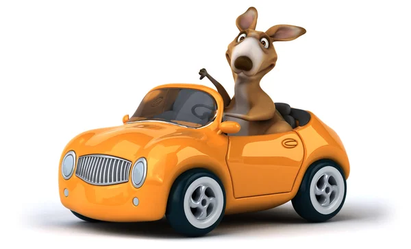 Забавный кенгуру в машине — стоковое фото
