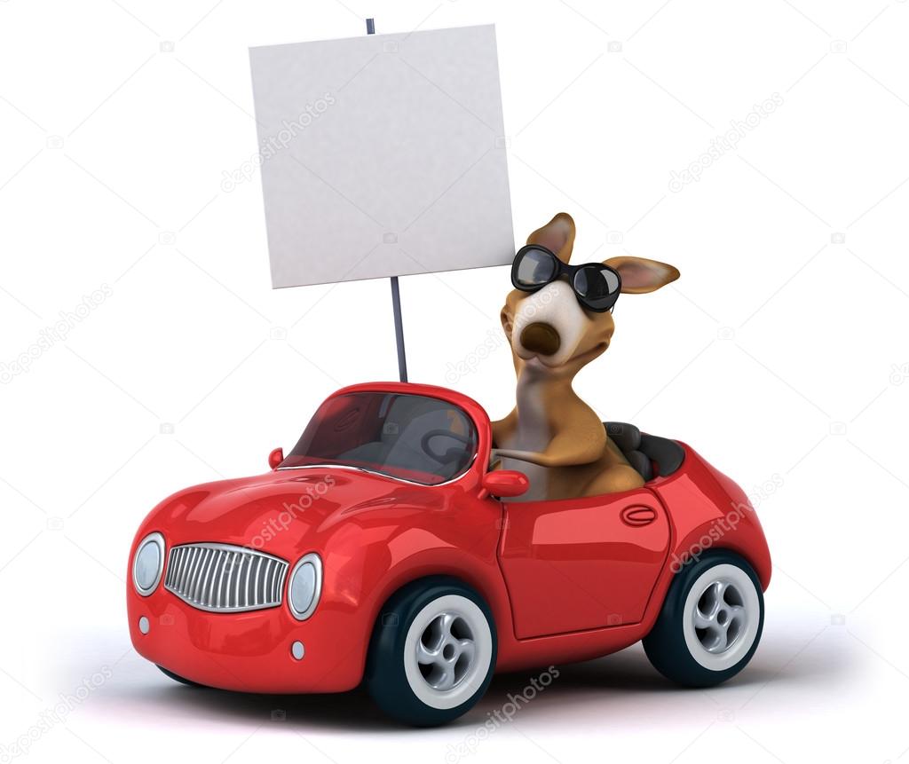 Funny kangaroo in car