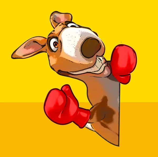 Funny kangaroo in boxing gloves — Stock Photo, Image