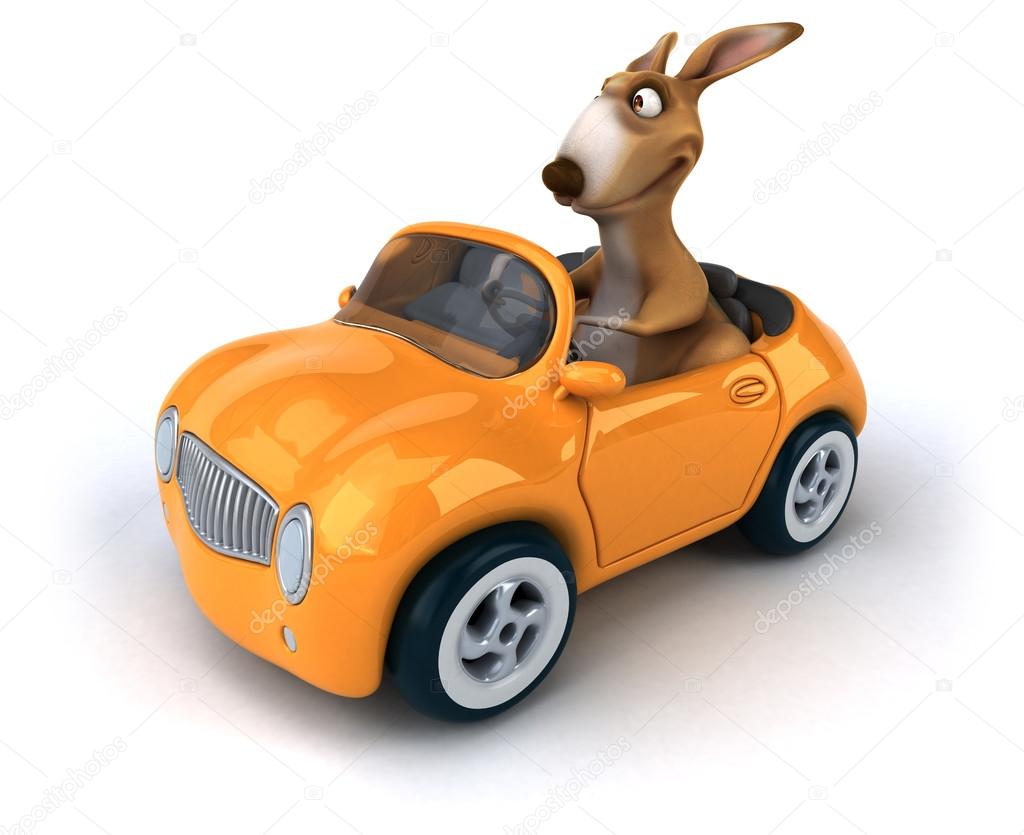 Funny kangaroo in car