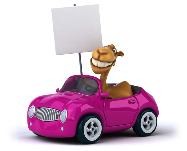 Grappige kameel in auto — Stockfoto