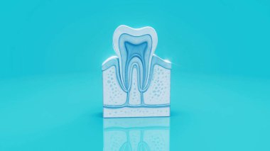 İnsan dişi anatomisinin kavramsal 3 boyutlu çizimi