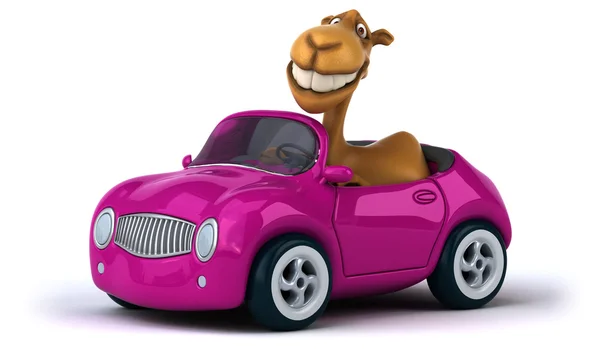 Camelo engraçado no carro — Fotografia de Stock