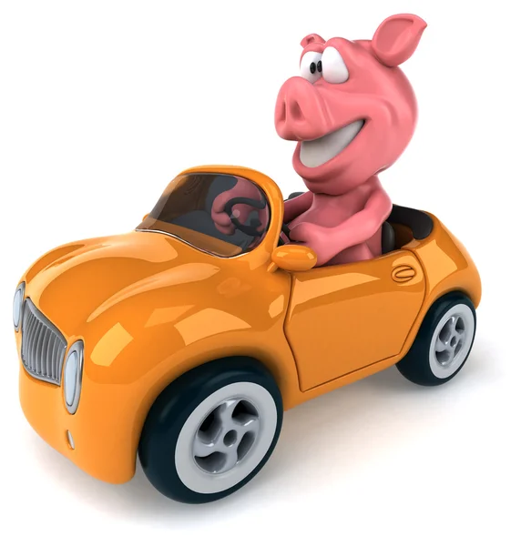 Веселая свинья в машине — стоковое фото