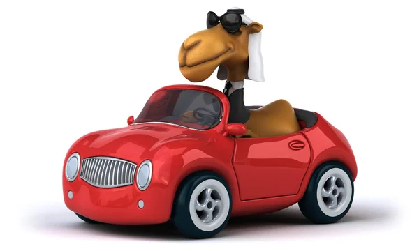 Fun camel in car — Stock Photo, Image