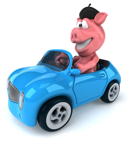 Забавная свинья в машине — стоковое фото