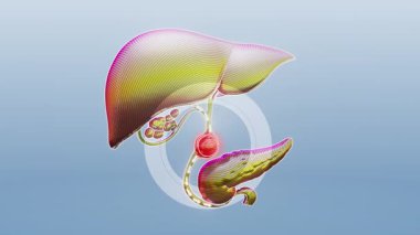 Karaciğer anatomisinin renkli çizimi