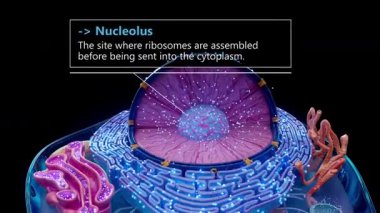 Etiketli Organellerle Ökaryotik Hücrenin Kavramsal 3B Canlandırması