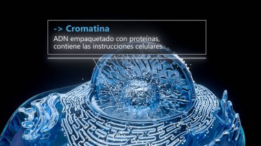 İspanyolca bir hücre çekirdeği içindeki kromatin yapısının 3 boyutlu çizimi