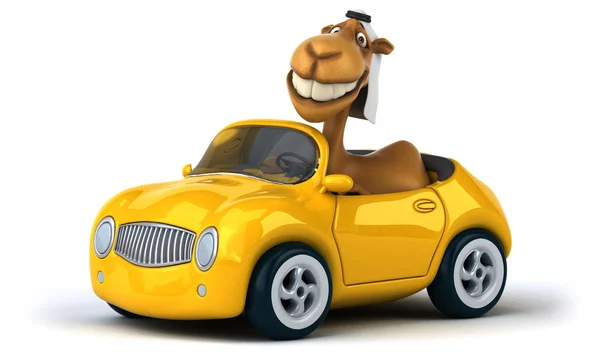 Смешной верблюд в желтой машине — стоковое фото