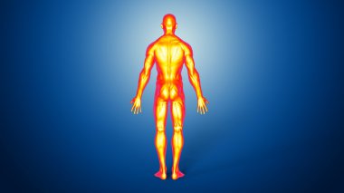 İnsan erkek anatomisi