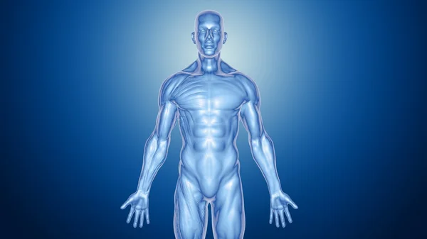 Human male Anatomy — Stock Photo, Image