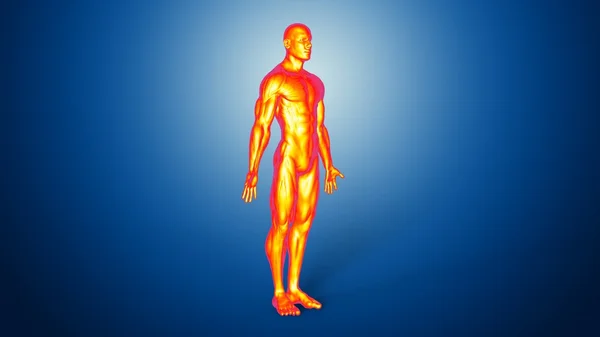 Anatomi manusia laki-laki — Stok Foto