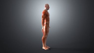 erkek insan anatomisi