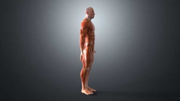 Anatomía humana masculina — Vídeo de stock