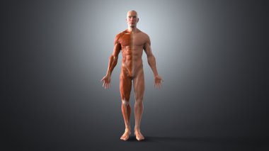 Human male Anatomy clipart