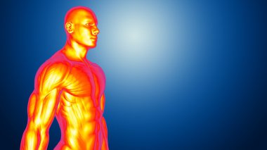 İnsan vücudu, anatomik kavramı
