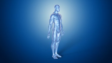 İnsan vücudunun anatomik kavramı