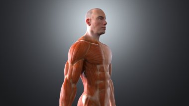 İnsan vücudunun anatomik kavramı
