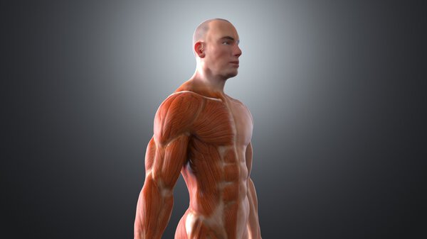 Human body in anatomic concept