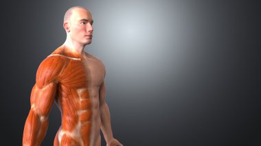 İnsan vücudu anatomisi kavram