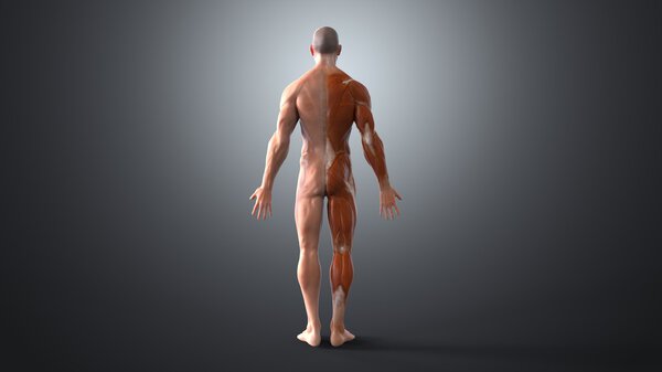 Human body, anatomical concept
