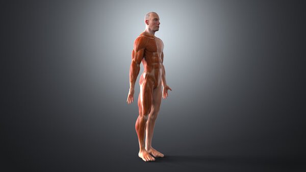 Human body in anatomy concept
