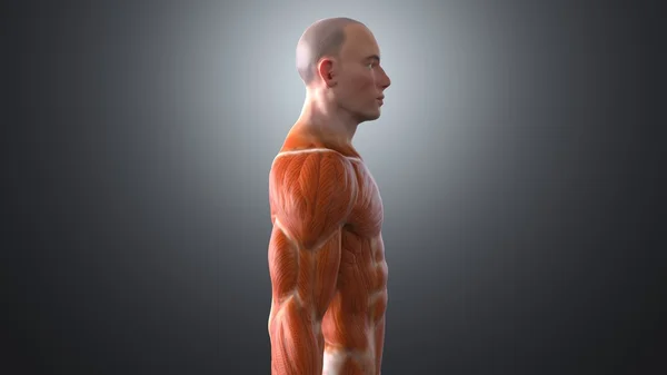 Human body in anatomy concept — Stock Photo, Image