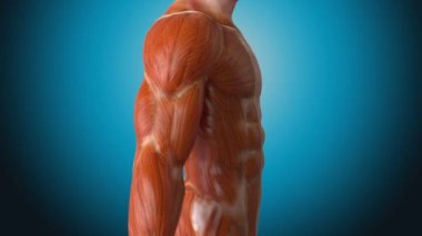 İnsan vücudunun anatomik kavramı