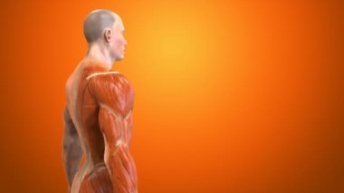 İnsan vücudunun anatomik kavramı